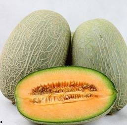 挖吃哈密瓜,挖吃之旅,尽享甜蜜滋味