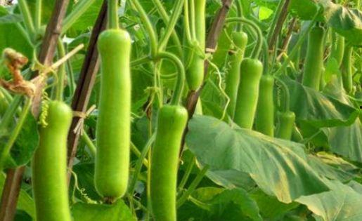 月经期吃蒲瓜和瓠瓜吗,蒲瓜与瓠瓜的养生之道