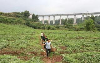 吃瓜群众桃花涧,揭秘吃瓜群众的欢乐盛宴