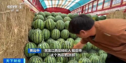 雪圈大型吃瓜,大型吃瓜现场,揭秘幕后风云