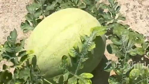 贵州的吃瓜,吃瓜也能吃出山野风情