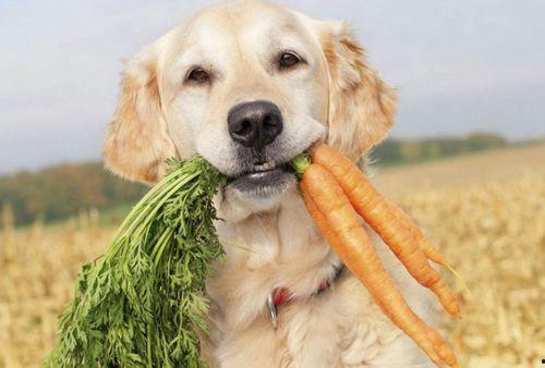 2狗吃瓜路人,路人生涯的酸甜苦辣