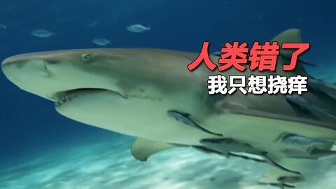 拿鲨鱼喜瓜吃吗,海洋霸主与喜瓜的奇妙邂逅