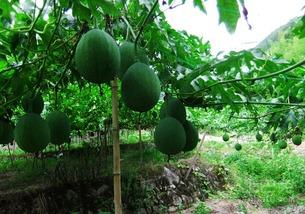 吊瓜怎么吃吊瓜视频,轻松学会吊瓜美味吃法