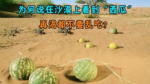 吃瓜看风景,吃瓜群众视角下的社会百态风景