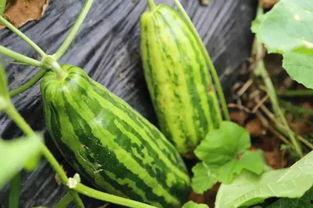 慈溪天香桥吃瓜,夏日吃瓜好去处，感受古桥风情