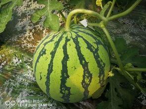 吃只大瓜,一场“吃瓜”盛宴背后的真相与内幕