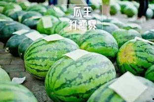 吃瓜文化节,吃瓜文化节盛况空前，全民共享欢乐时光