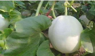 小狗吃白兰瓜,白兰瓜大餐记