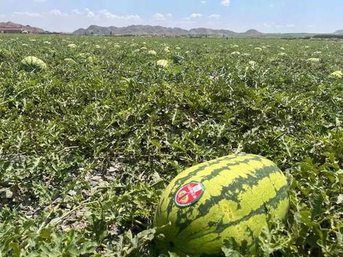 吃瓜视频大全宁夏,趣味横生的宁夏生活剪影