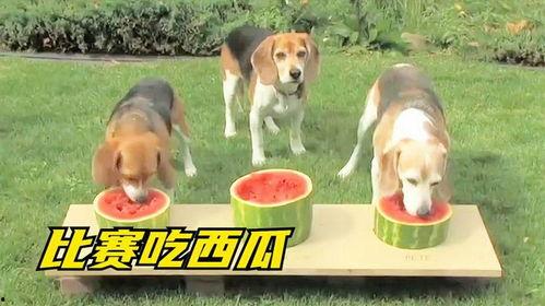 狗子可以吃三月瓜吗吗,营养与安全探讨