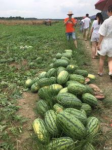 车友会吃瓜,揭秘吃瓜背后的精彩故事