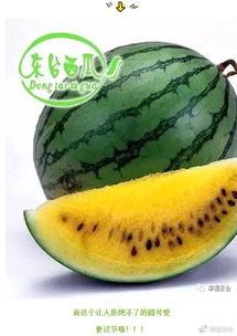 全球吃瓜平台,揭秘各大洲的奇特美食文化