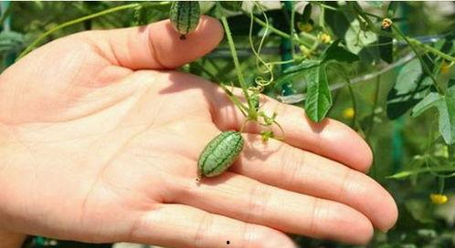 野外摘到什么瓜可以吃,识瓜辨果，教你如何安全享用自然馈赠