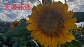 最新吃瓜地址大漠,揭秘最新吃瓜地址背后的神秘故事