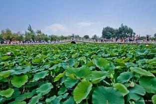 春城大观 吃瓜,一场吃瓜盛宴的视觉与味蕾之旅