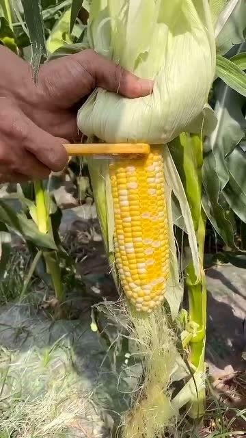 吃完玉米再吃瓜,探寻美食搭配的奇妙之旅