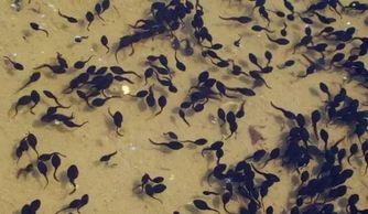 麦秸垛上吃瓜,一场别开生面的夏日吃瓜盛宴