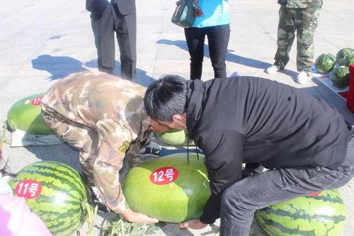 吃瓜届冠军,揭秘“吃瓜冠军”的瓜界传奇