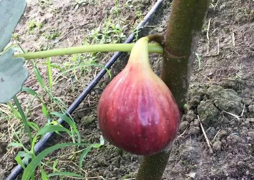 最近的吃瓜out,揭秘明星幕后故事与热点事件