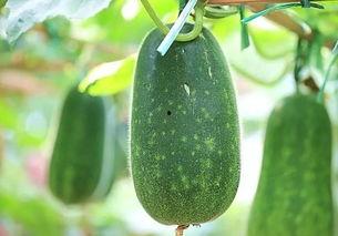 全网最新最热吃瓜群,揭秘最新最热吃瓜群背后的秘密与风云