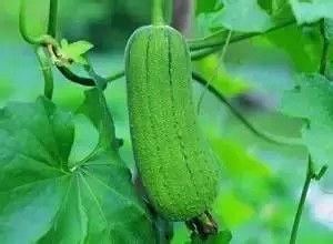 秋天吃三瓜视频,三瓜养生，尽享丰收美味