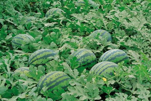 亚琛吃瓜群,揭秘留学生活中的欢乐与争议