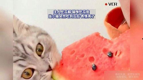猫猫可以吃瓜,瓜果飘香，猫咪的夏日美味之旅