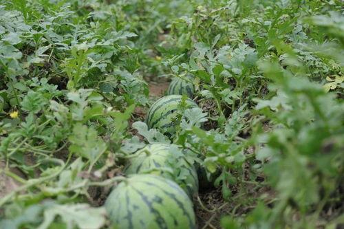 溧阳吃瓜,探寻当地特色美食之旅