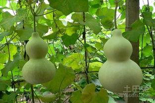 吃葫芦瓜的僵尸,僵尸的美食奇遇记