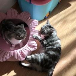 吃瓜的猫的小说,揭秘娱乐圈背后的秘密